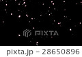 櫻吹雪 28650896