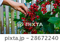 female hands collect red currants 28672240