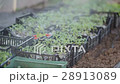 Watering of tomato plant seedlings in a greenhouse 28913089