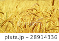 Golden Ears of ripe wheat 28914336