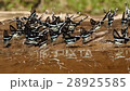 butterfly group in Thailand 28925585