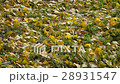 Leaves of the ginkgo tree in fall at grass 28931547