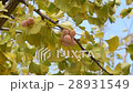 Autumn, leaves and fruit of the ginkgo tree in fal 28931549