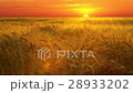 Wheat field at sunset 28933202