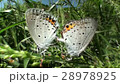 シジミチョウの交尾 28978925
