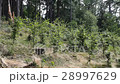 Young trees in the mild wind with authentic sound 28997629