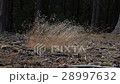 Grass in the wind with forrest in background 28997632