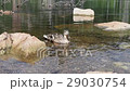 Ducks in a water swimming 29030754