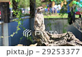 Suricate or meerkat standing in alert position 29253377