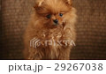 charming little Pomeranian puppy 29267038