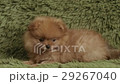 charming little Pomeranian puppy 29267040
