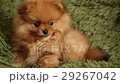 charming little Pomeranian puppy 29267042