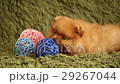 Pomeranian puppy and colorful decorative balls 29267044