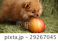 Pomeranian puppy and apple 29267045