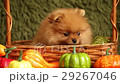 charming little Pomeranian puppy 29267046