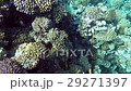 red sea underwater coral reef 29271397