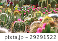 サボテン さぼてん 仙人掌 29291522