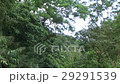 林 森 樹林 29291539