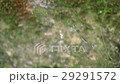 クモ 蜘蛛 スパイダー 29291572