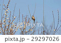 Chirp bird chirping 29297026