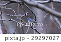 Ruribitaki 29297027
