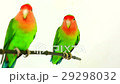 lovebirds on a white background 29298032