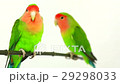 lovebirds on a white background 29298033