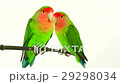 lovebirds on a white background 29298034