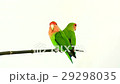 lovebirds on a white background 29298035