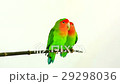 lovebirds on a white background 29298036