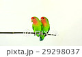 lovebirds on a white background 29298037