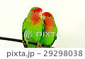 lovebirds on a white background 29298038