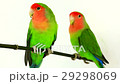 lovebirds on a white background 29298069