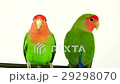 lovebirds on a white background 29298070