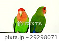 lovebirds on a white background 29298071
