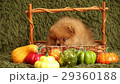 charming little Pomeranian puppy 29360188