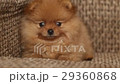 charming little Pomeranian puppy 29360868