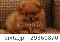charming little Pomeranian puppy 29360870