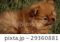 charming little Pomeranian puppy 29360881