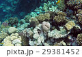 red sea underwater coral reef 29381452