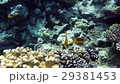 red sea underwater coral reef 29381453
