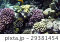 red sea underwater coral reef 29381454