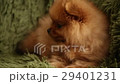 charming little Pomeranian puppy 29401231