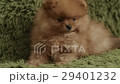 charming little Pomeranian puppy 29401232