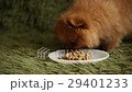 charming little Pomeranian puppy 29401233