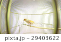 singing canary in a cage isolated on a white scree 29403622