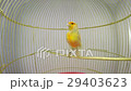 singing canary in a cage isolated on a white scree 29403623