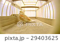 singing canary in a cage isolated on a white scree 29403625