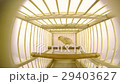 singing canary in a cage isolated on a white scree 29403627