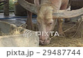 White buffalo grazing hay in farm. White buffalo grazing hay in farm. 29487744